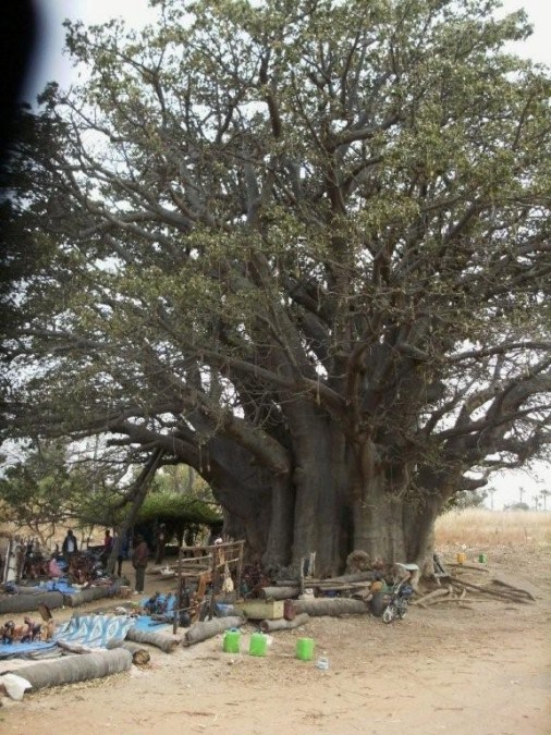 17-Baobab 23 m circonference.jpg